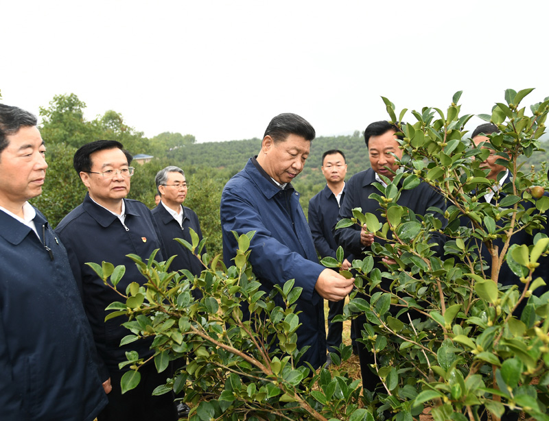 　　9月16日至18日，中共中央總書記、國家主席、中央軍委主席習近平在河南考察。這是17日上午，習近平來到信陽市光山縣槐店鄉(xiāng)司馬光油茶園，實地察看油茶樹種植和掛果情況。新華社記者 謝環(huán)馳 攝